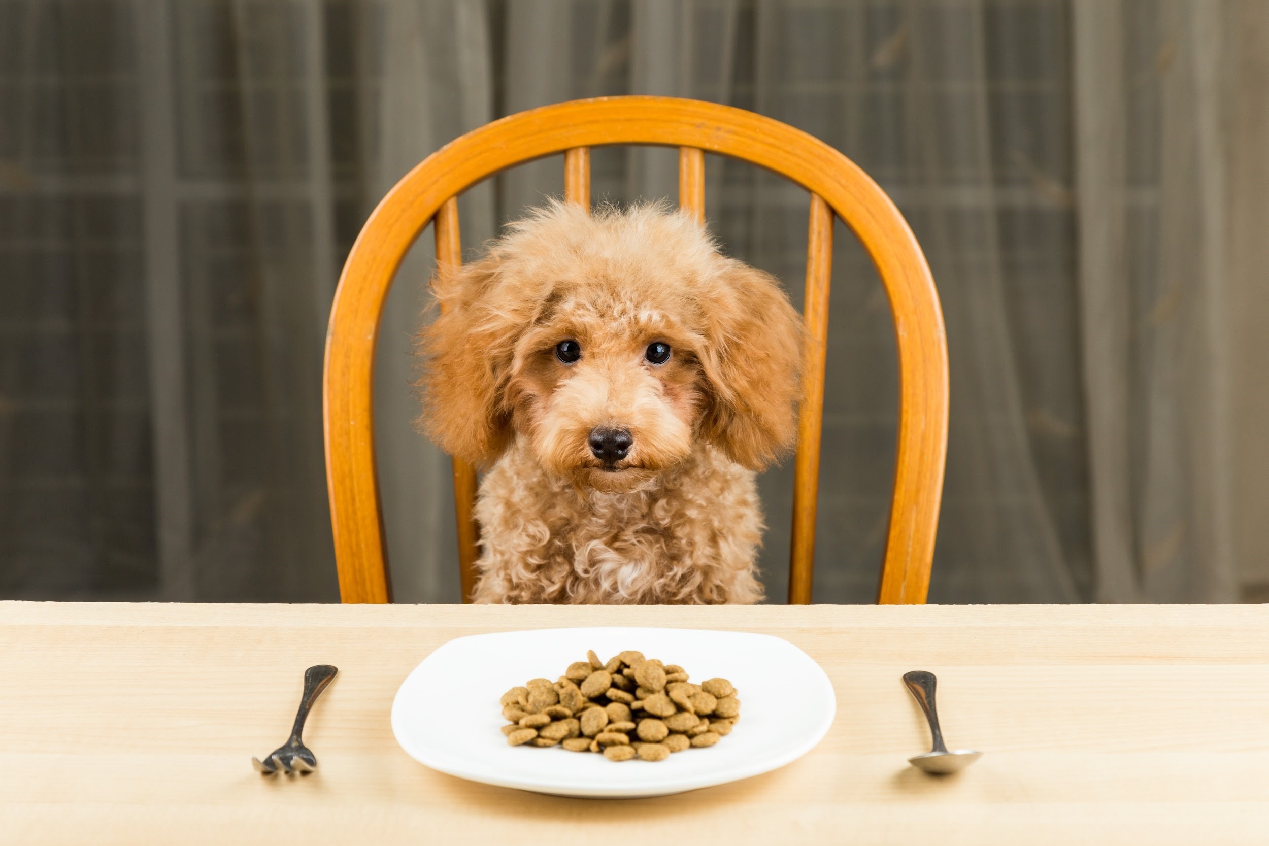 Possible Reasons Your Dog Isn't Eating