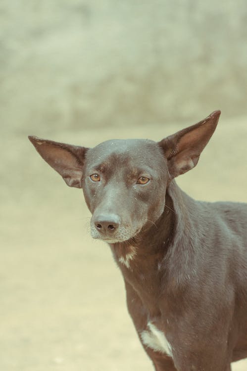 The Energetic and Curious American Hairless Terrier