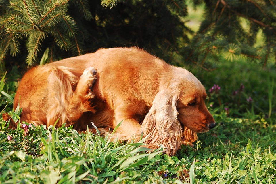 Looking for Signs of Allergies in Your Dog