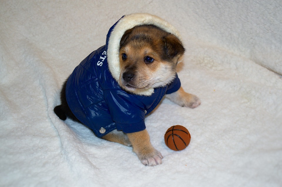 puppies with clothes
