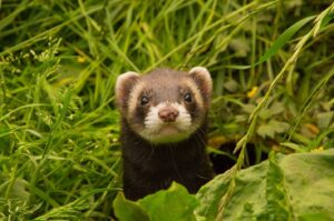 Repairing and Maintaining a Golf CourseFerret Care Tips
