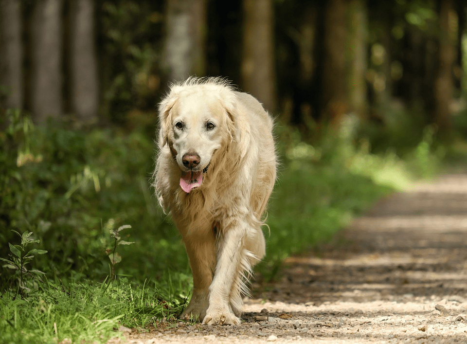 The Top 5 Most Common Ailments in Older Dogs