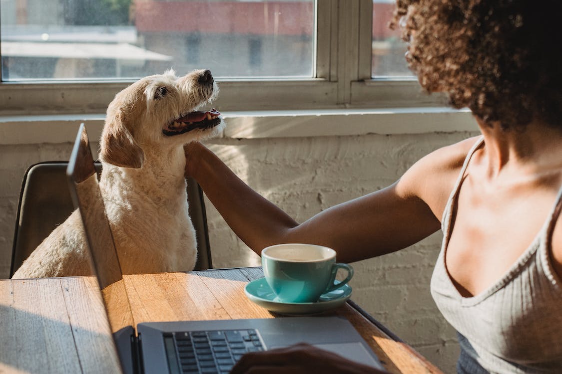 10 Simple Ways to Keep Your Dog Busy Indoors