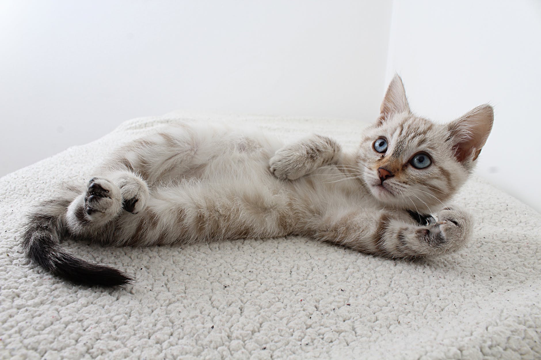 A grey tabby kitten lying down and staring at someone