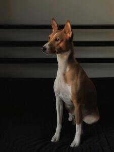 Clever and Endearing Basenji