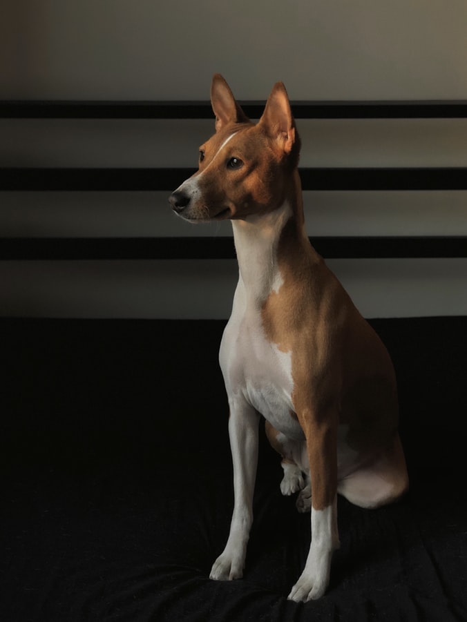 Clever and Endearing Basenji