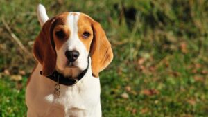 The Happy Go Lucky Beagle 2