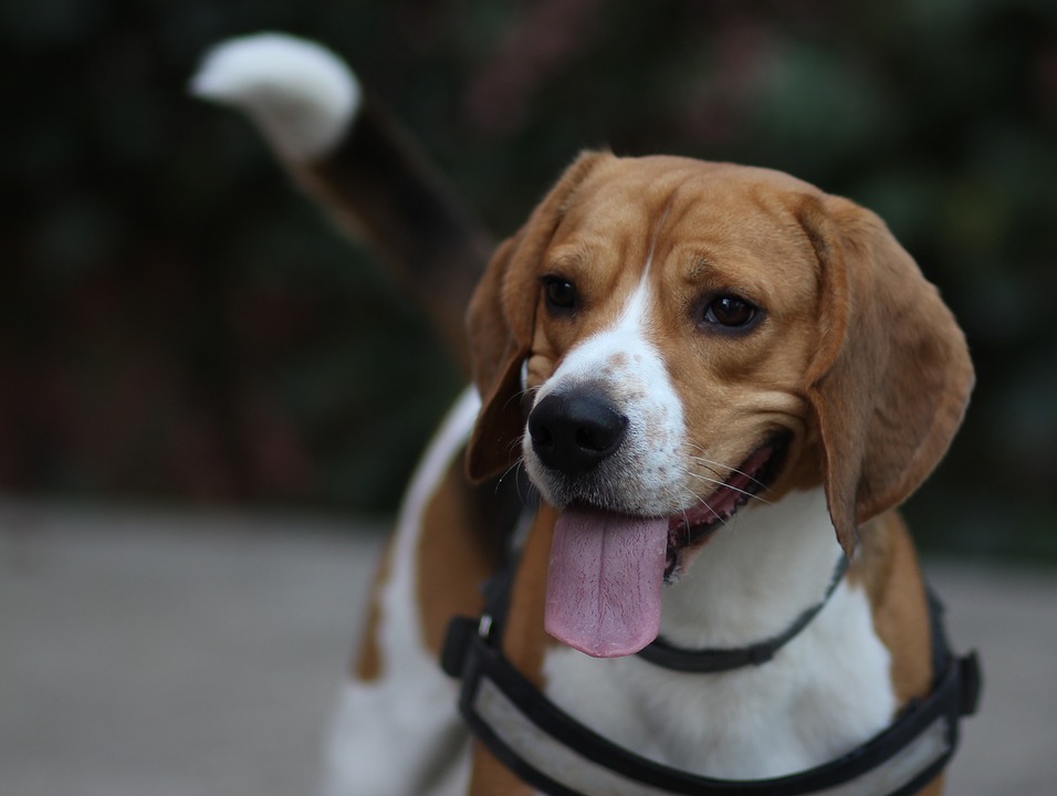 The Happy Go Lucky Beagle