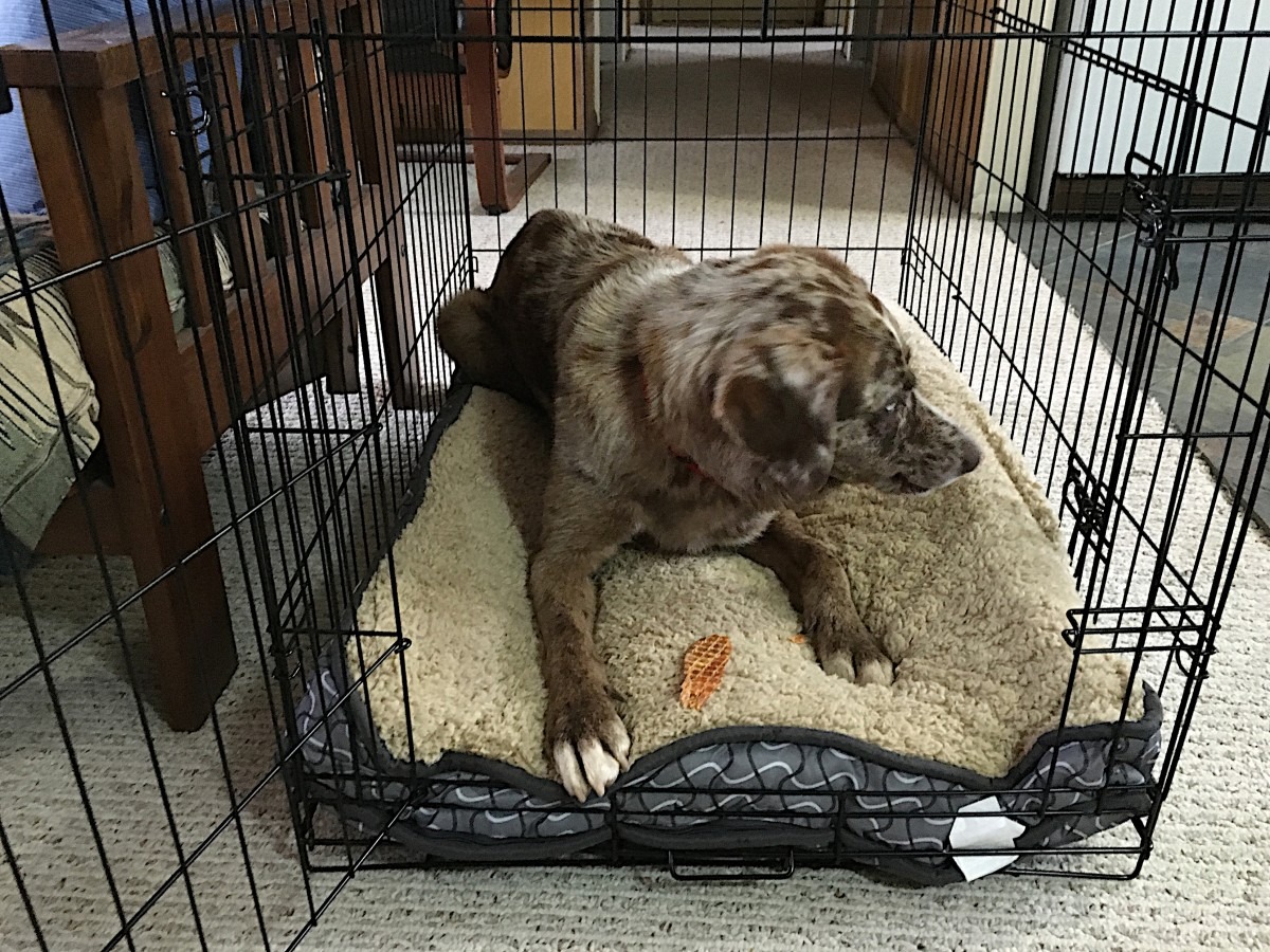 Tips for Soundproofing Your Dog Crates
