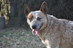 The Alert and Curious Australian Cattle Dog