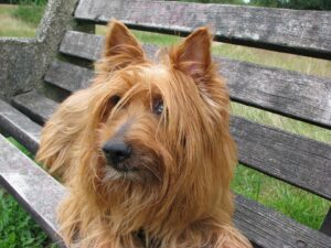 The Courageous and Affectionate Australian Terrier