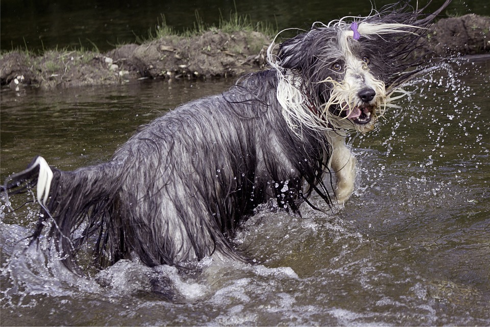 The Charismatic and Smart Bearded Collie