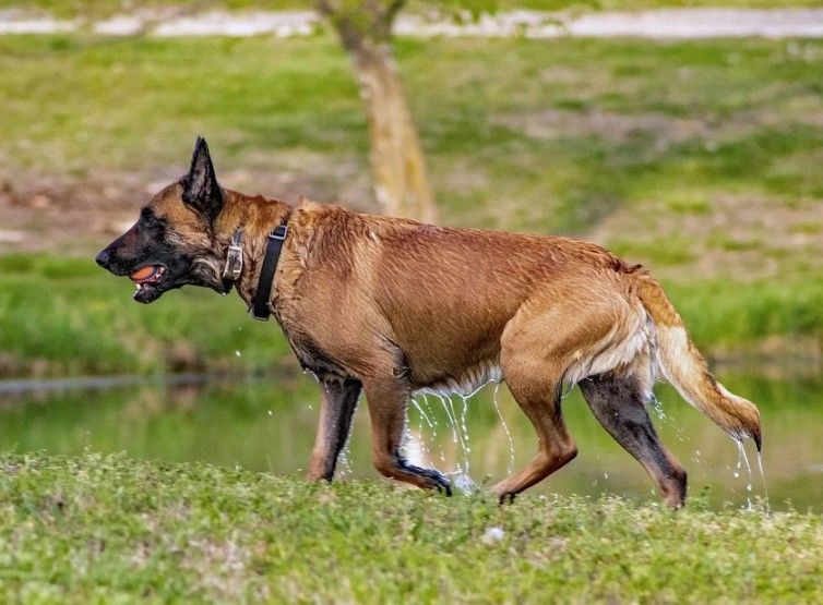 Belgian Malinois with a ball in its mouth