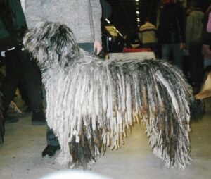 a Bergamasco Sheepdog with its unique coat