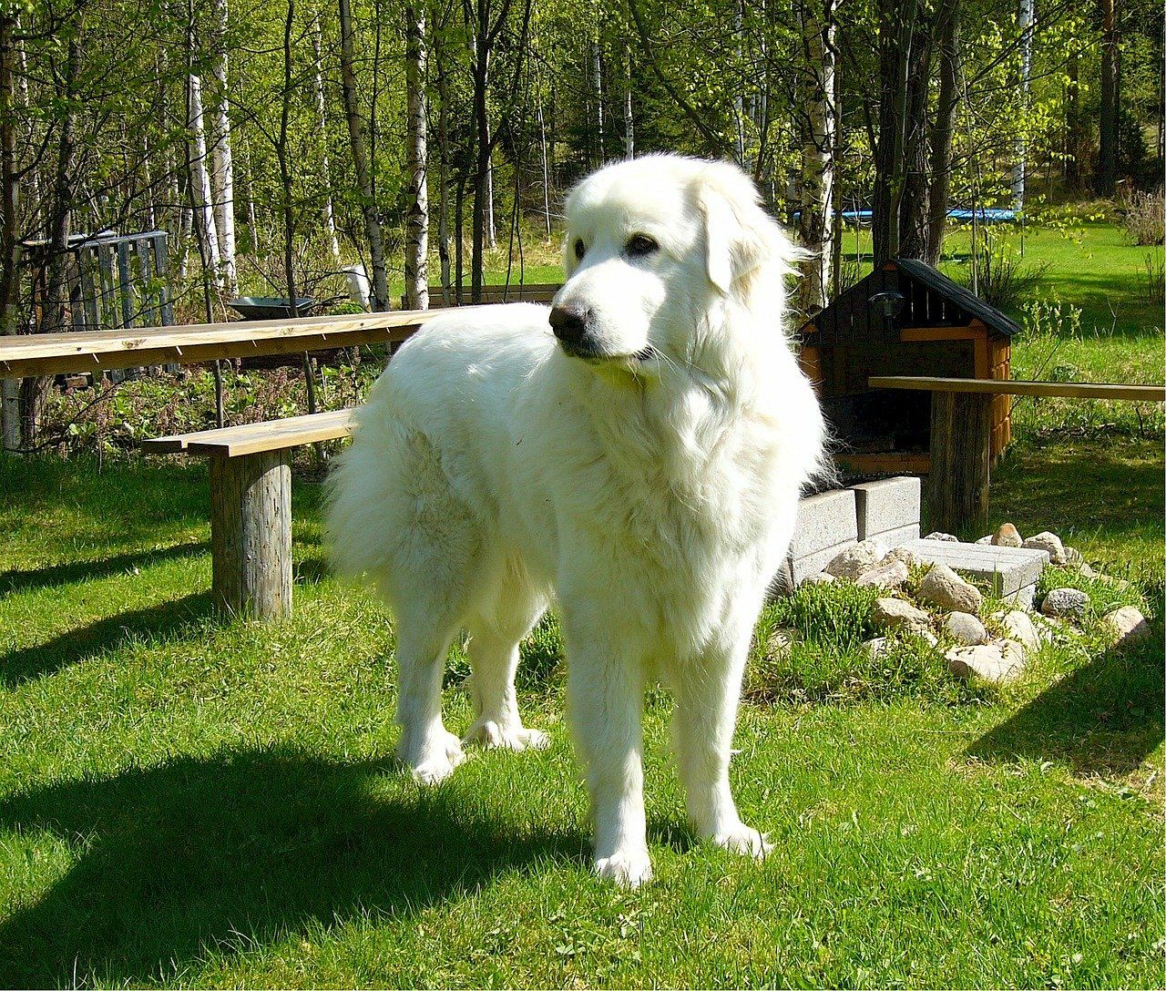 a beautiful Great Pyrenees