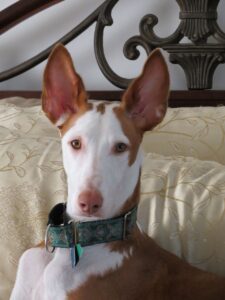 an Ibizan Hound dog in the bedroom
