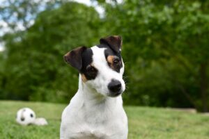 a Jack Russell Terrier outdoors