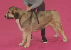 a large Spanish Mastiff