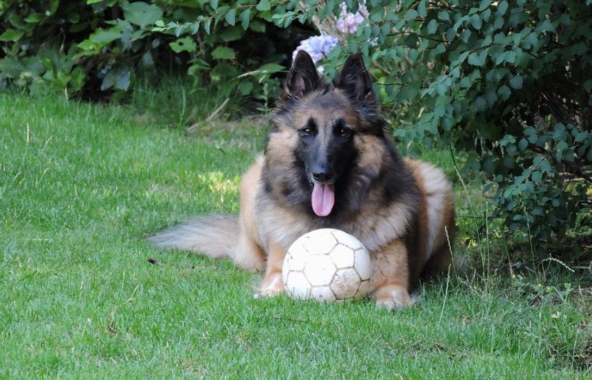 Tervuren playing with a ball