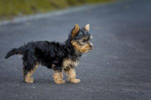 a small Yorkshire Terrier