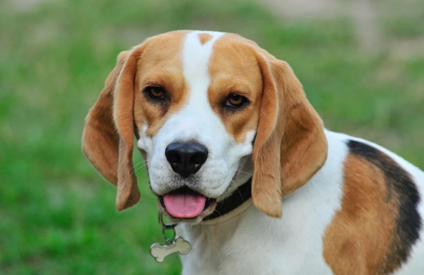 A brown and white beagle