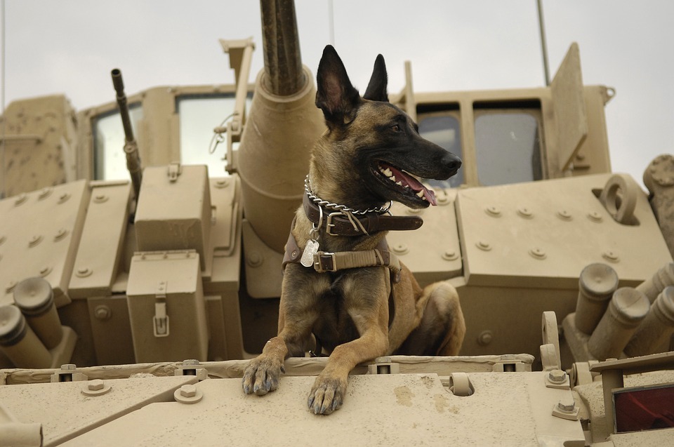 Retired Army Dogs for Adoption: Take Home a National Hero