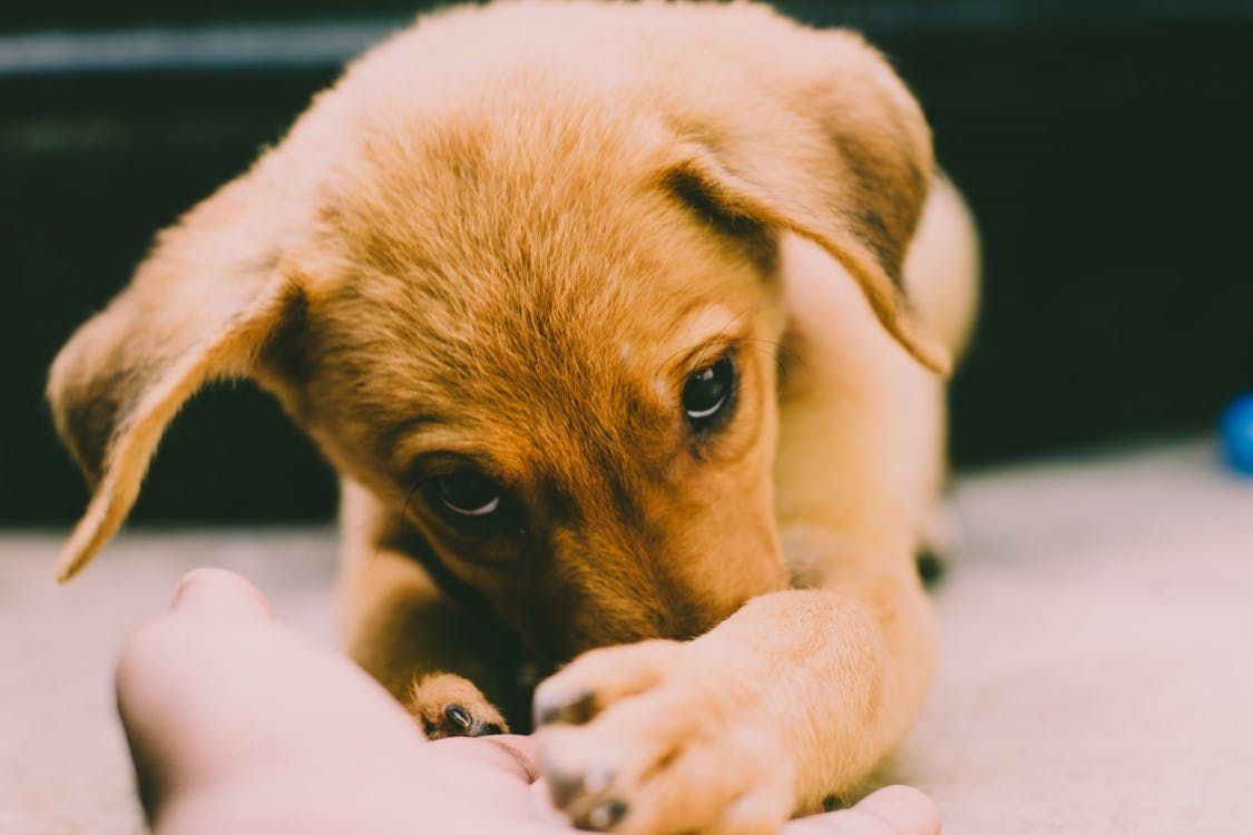 Tips for Making the Most out of Your Puppy’s Socialisation Period