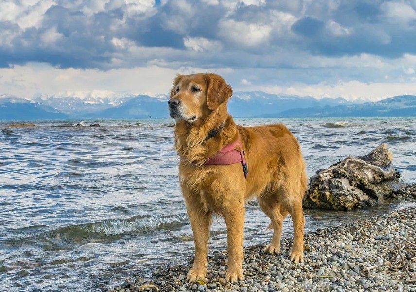 a Golden Retriever by the water