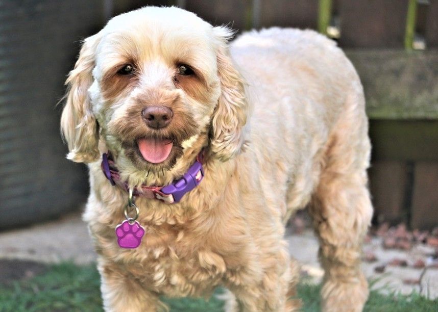 a cute Cockapoo dog with purple collar