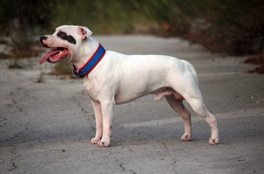 a white Staffordshire Bull Terrier with black spots on the face
