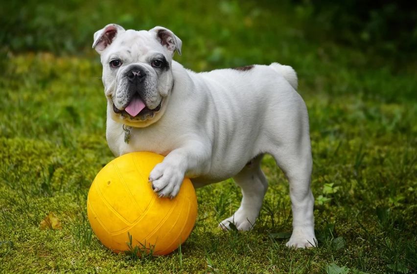 an English Bulldog with a yellow ball