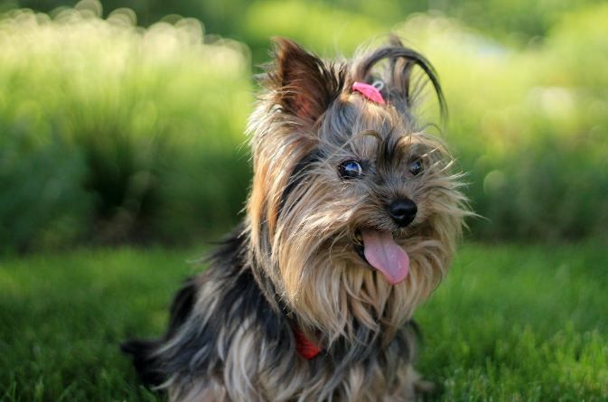 an adorable Yorkshire Terrier