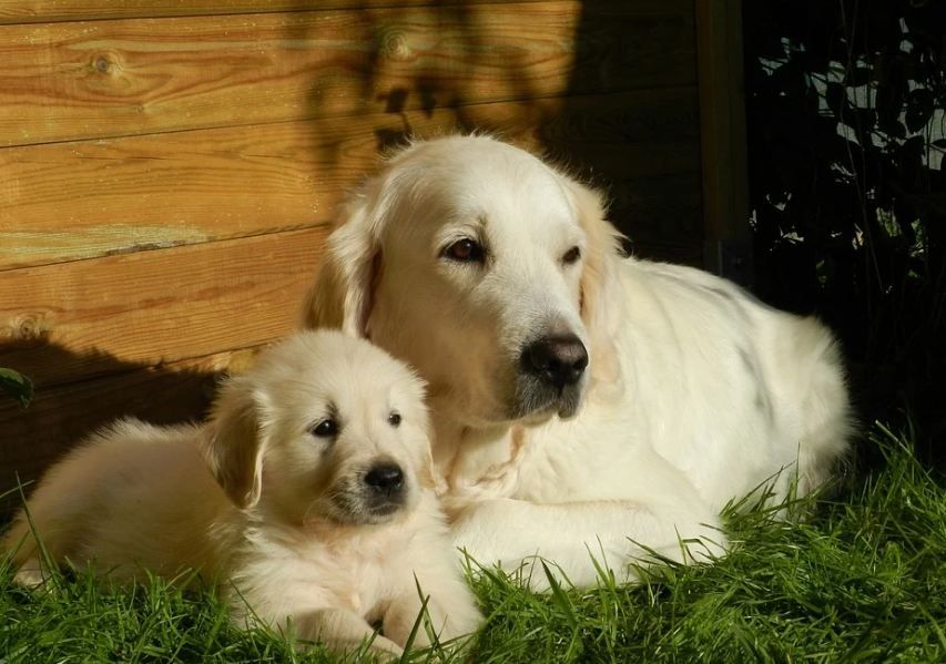 big Golden Retriever with puppy