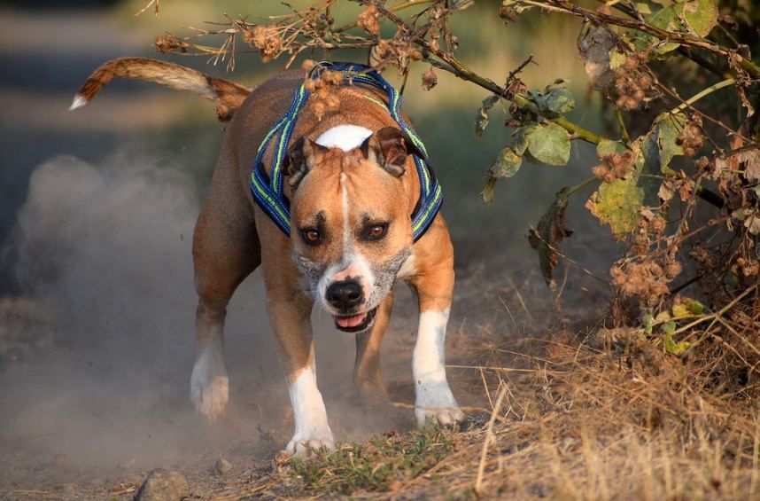 fierce American Staffordshire Terrier