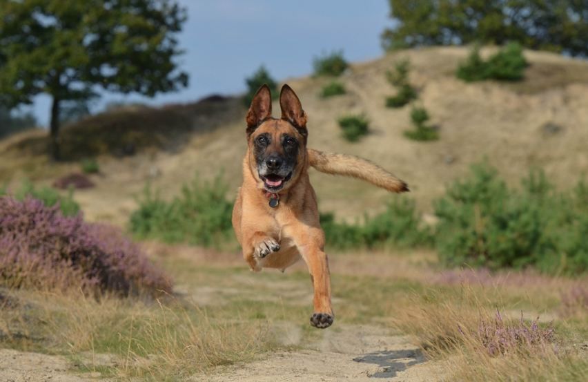 running Belgian Malinois Shepherd dog