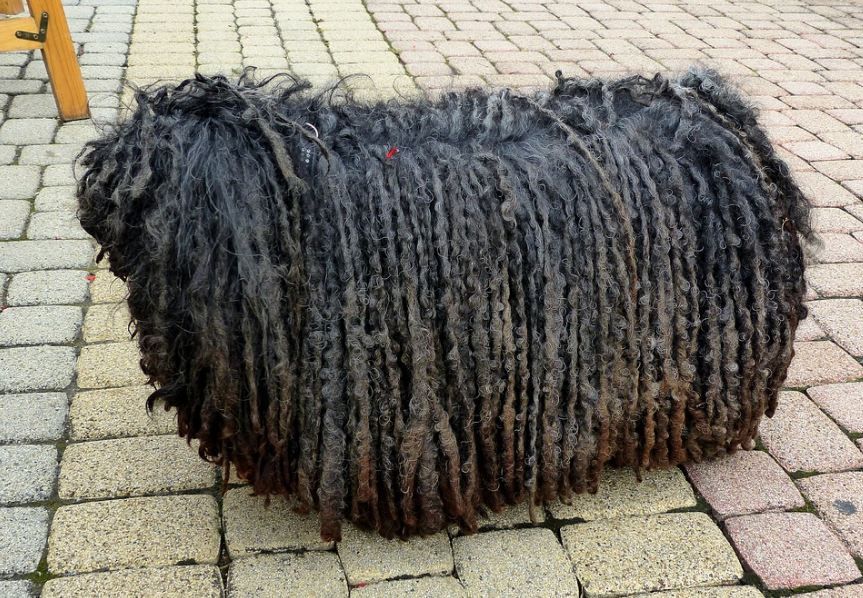 shaggy fur on dog