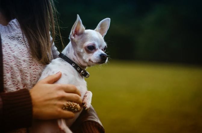woman holding a Chihuahua