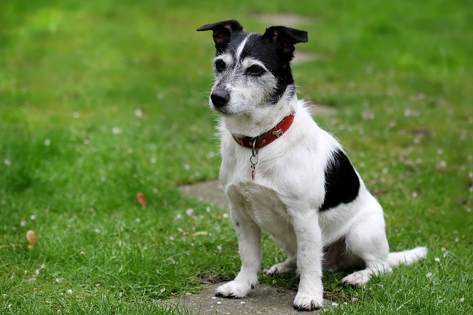 Jack Russell Old Age Health Problems and Care