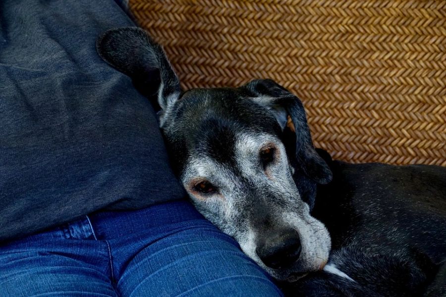 My dog is getting older: What can I do to make the dog live longer?
