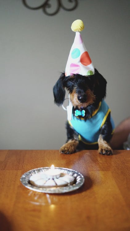 10 Ways to Celebrate your Pets Birthday