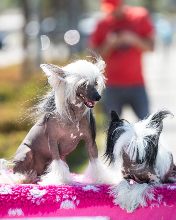 Chinese Crested standing on grass