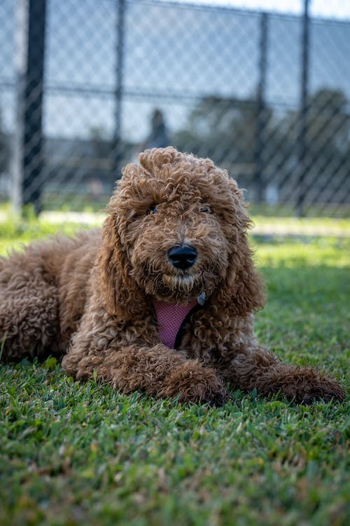 Curly-Coated Sport Dog