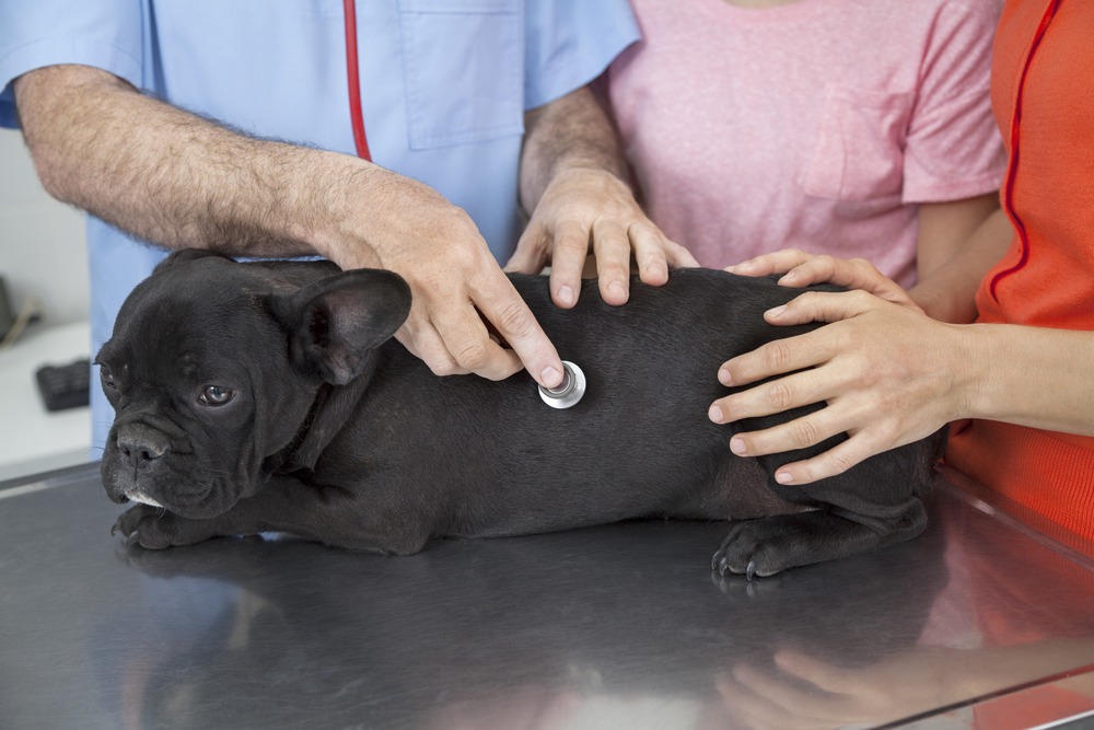 Vet Examining French Bulldog With Stethoscope By Family
