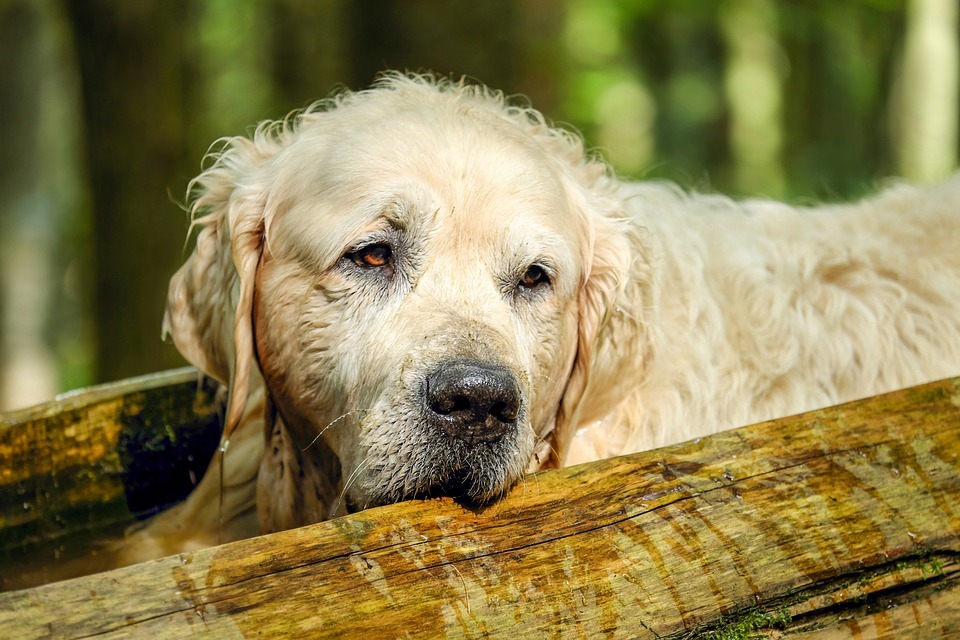 Health Benefits of CBD for Aging Dogs