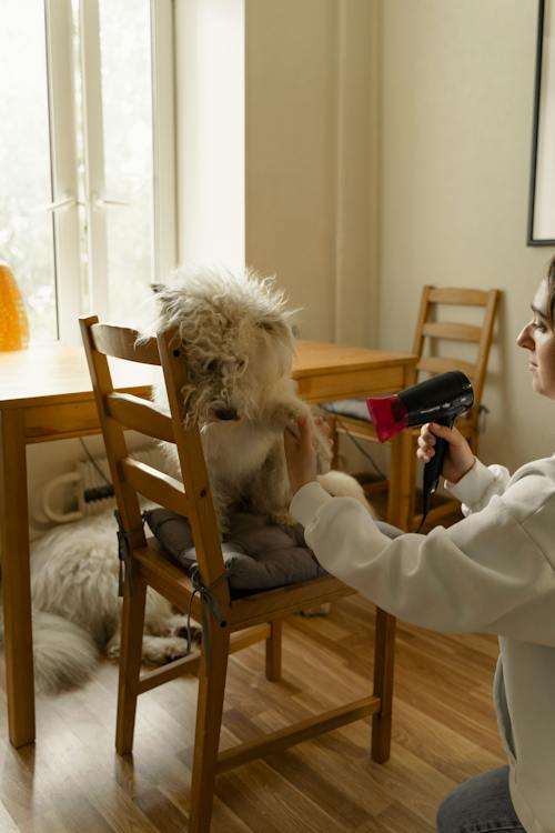 Why You Should Talk To an Online Veterinarian: Caring for your Pets