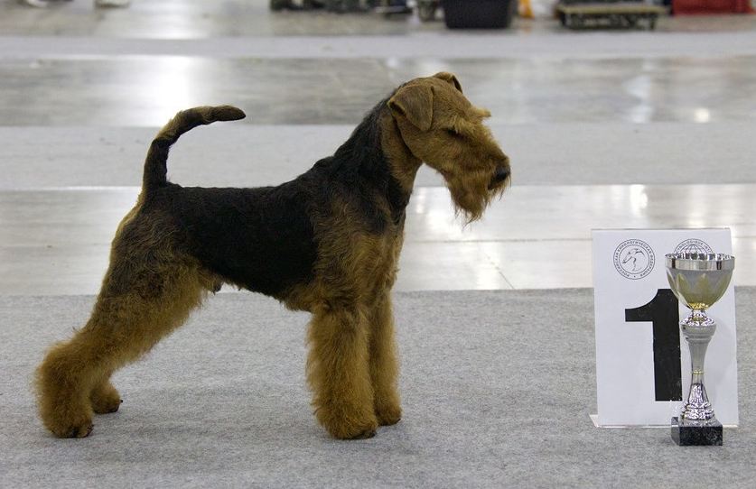 A Welsh Terrier winning a dog show