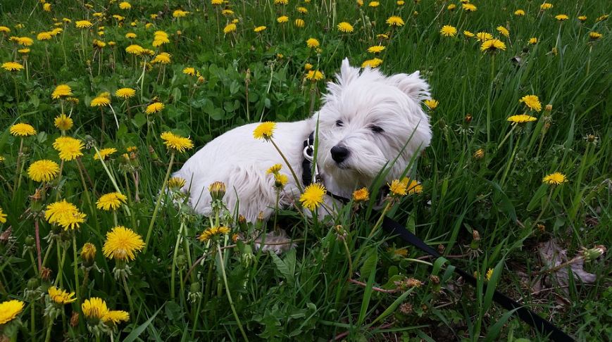 A Westie outdoors