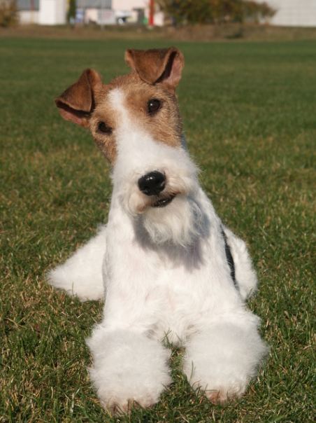 A Wire Fox Terrier with his predominantly white coat