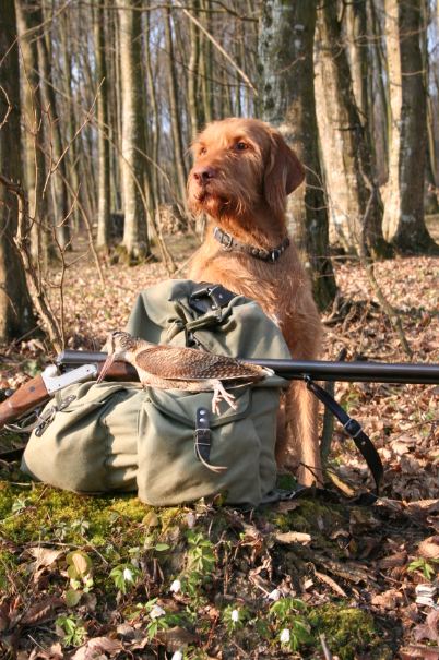 A Wirehaired Vizsla is guarding game