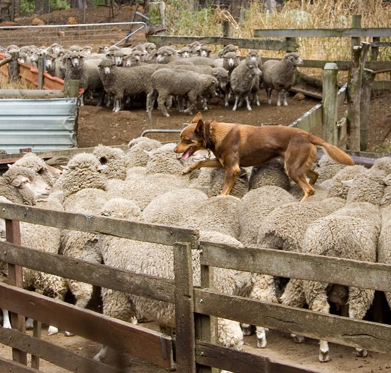 A Working Kelpie with sheeps